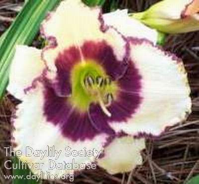 Daylily Border Music